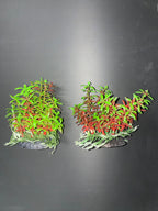 PREMIUM Small Artificial Aquarium Plants - Set of 2 - Aquatics Safe