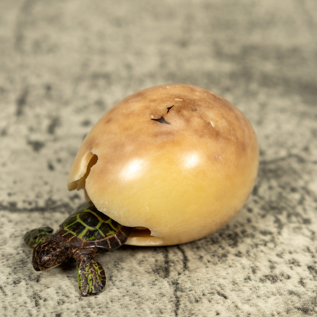 Sea Turtle Emerging From Egg Tagua Carving