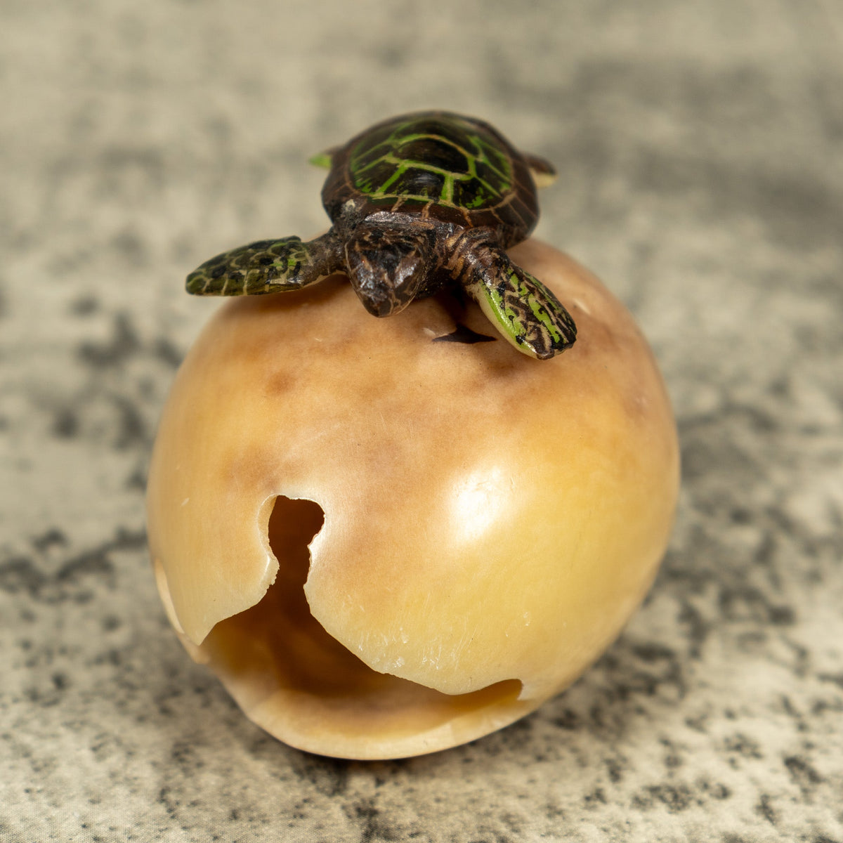 Sea Turtle Emerging From Egg Tagua Carving