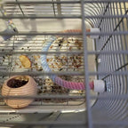Gradient Colorful Bird Rope Perch Stand For Bird Cages Bendable Climbing Rope Cage Accessory Toy For Cockatiel Parakeet Sugar Glider